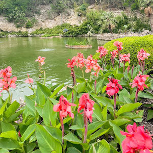 Meet your Posher, Lillie